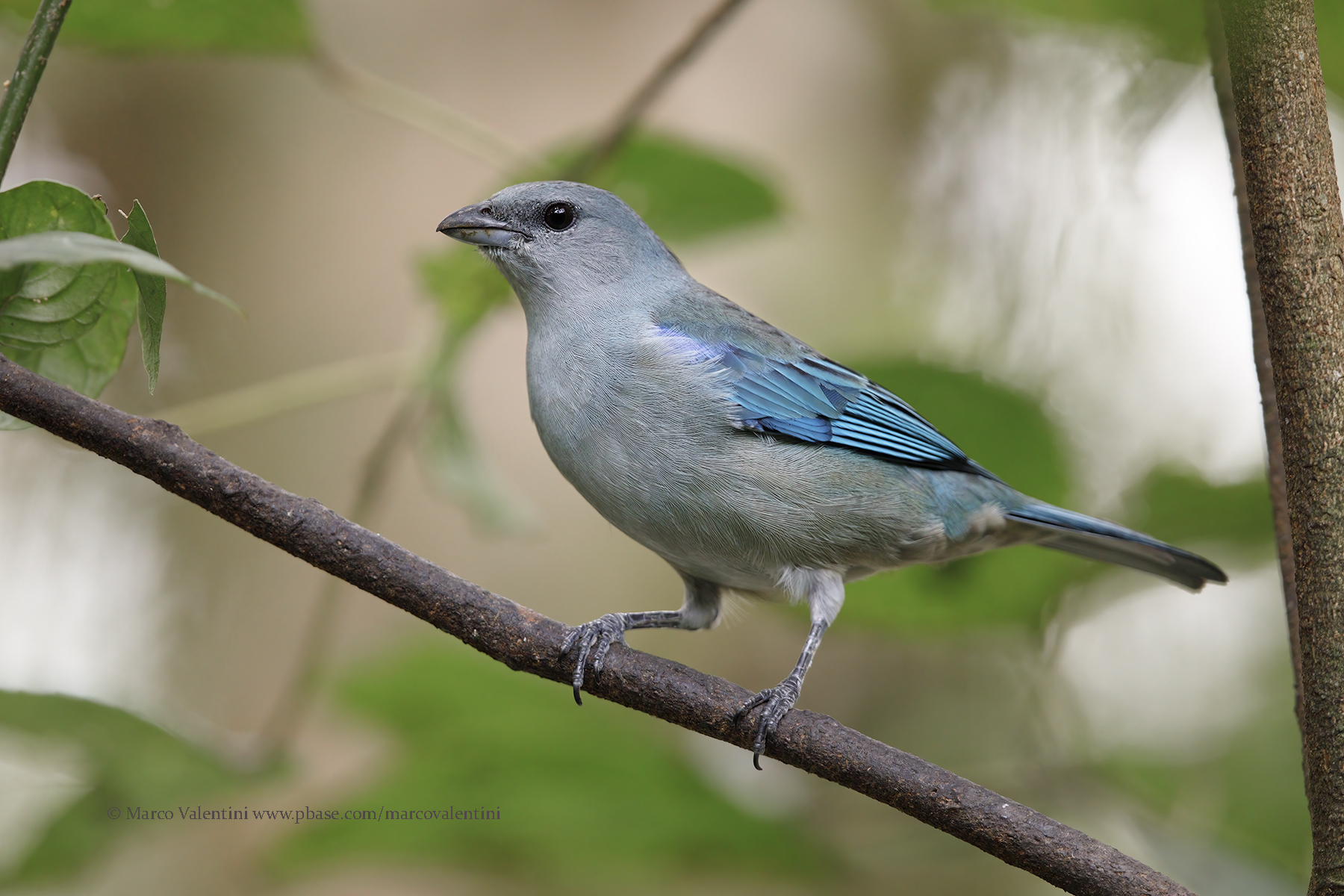 Azure-shouldered Tanager - Thraupis cyanoptera