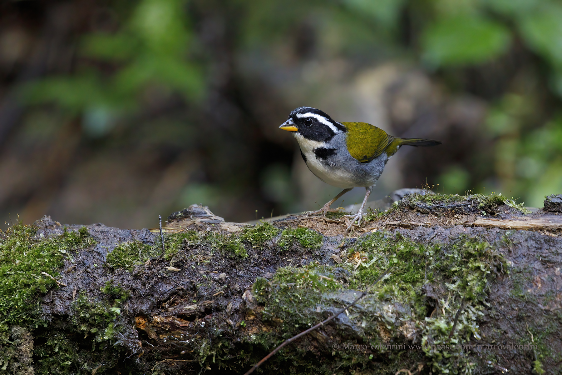 Half-collared Sparrow - Arremon semitorquatus