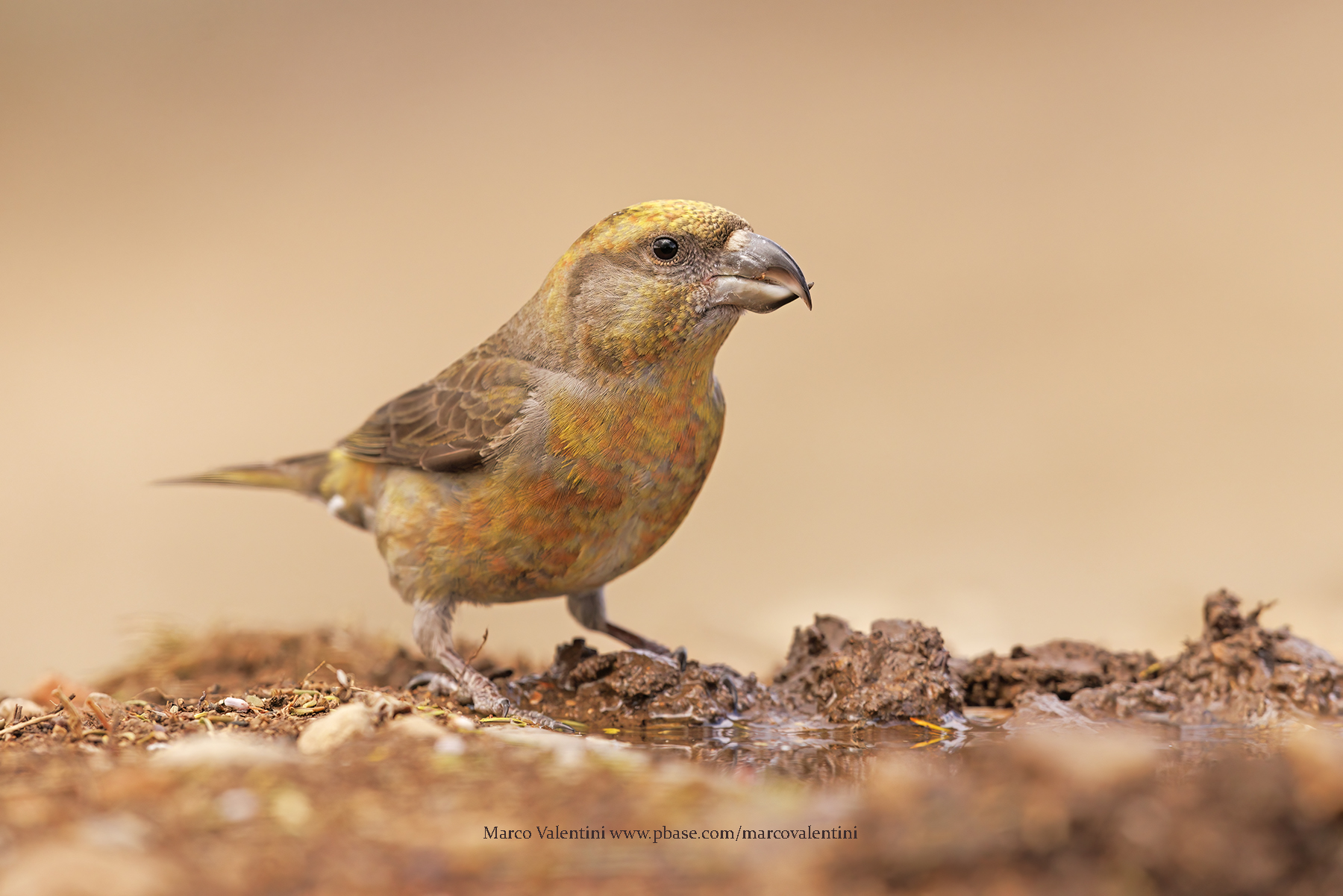 Crossbill - Loxia curvirostra