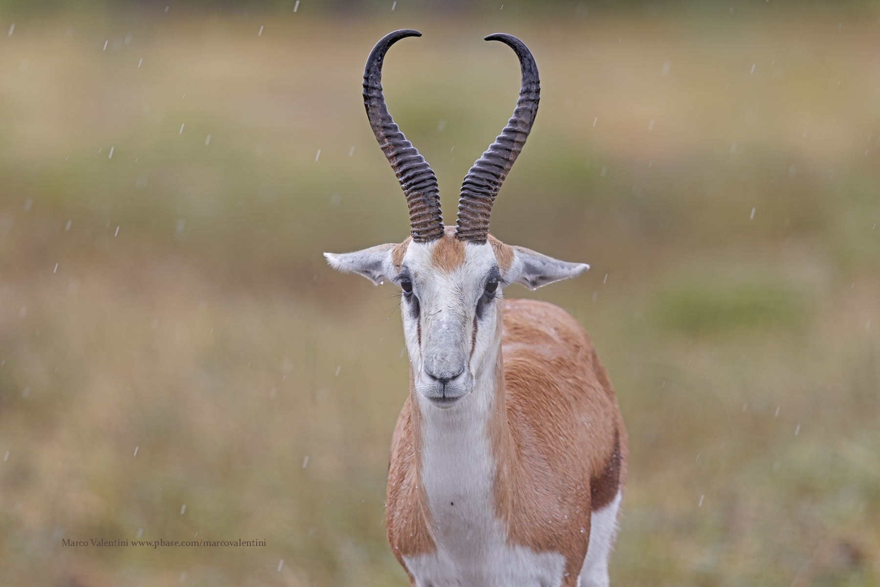 Kalahari Springbok - Antidorcas hofmeyri