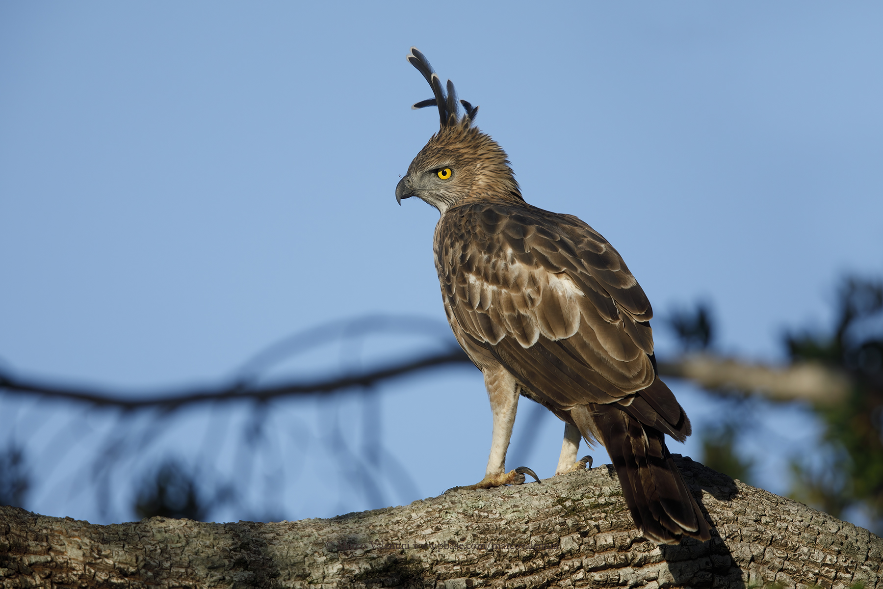 Changeable Hawk-eagle - Spizaetus cirrhatus