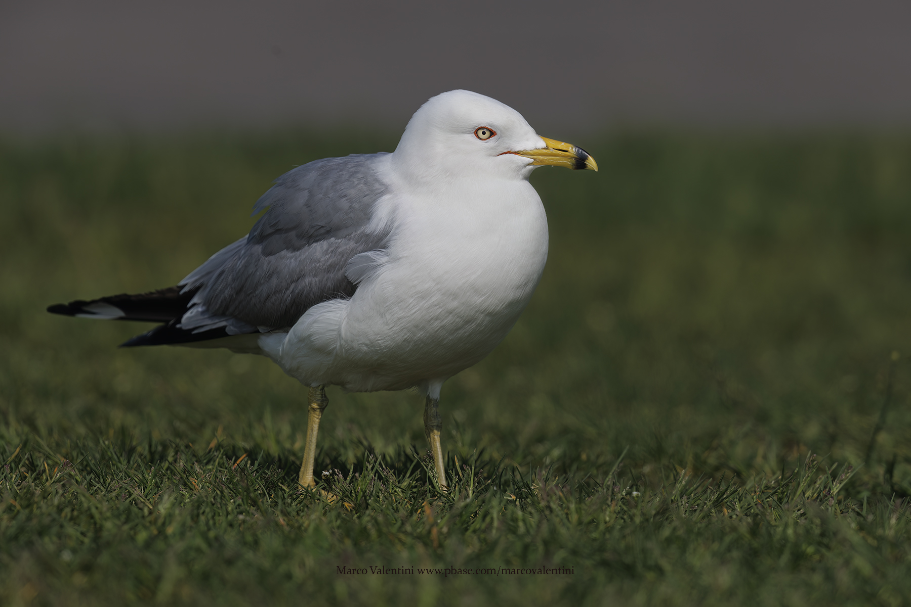 Ring-billed Gull - Larus delawarensis