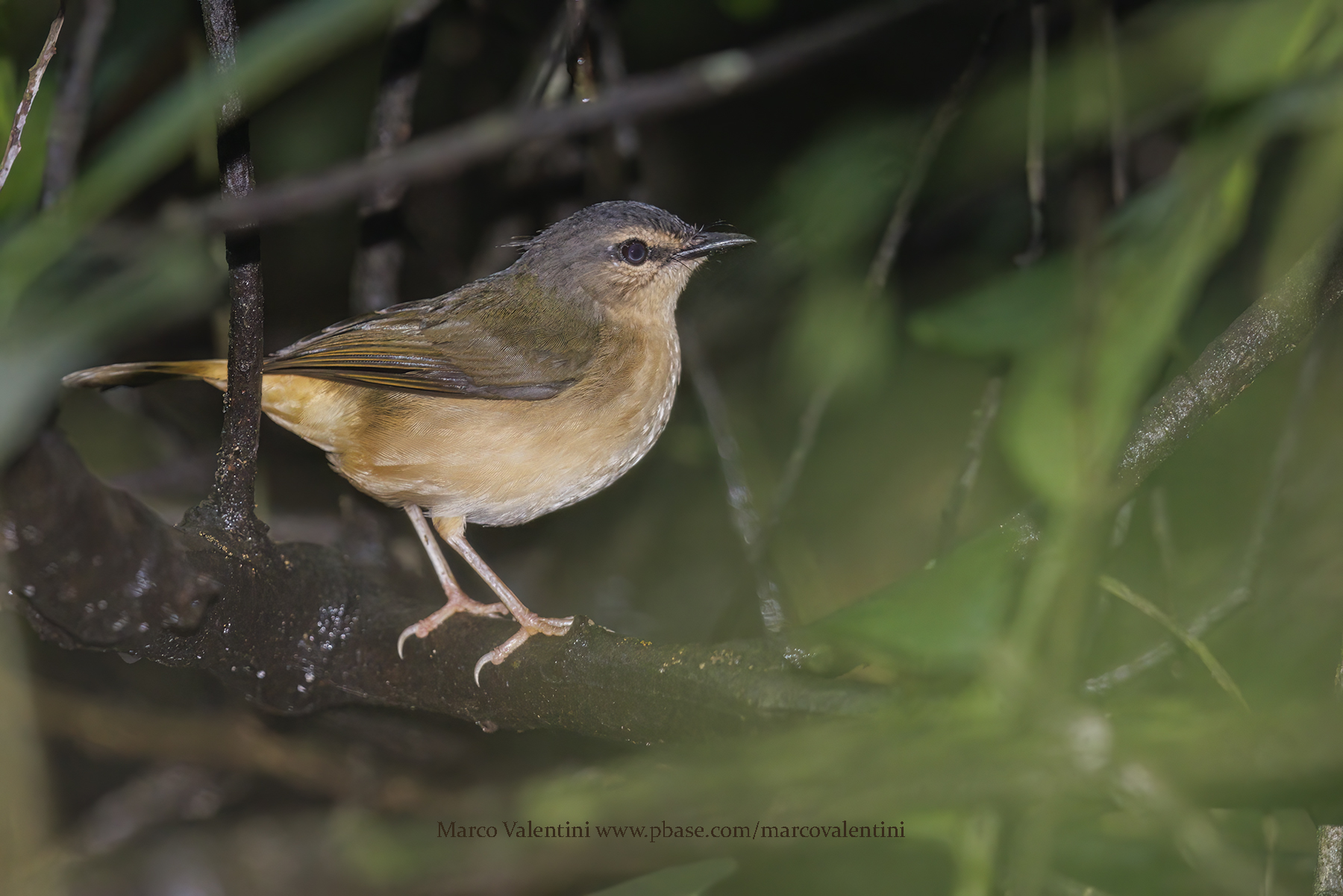 Buff-rumped Warbler - Myiothlypis fulvicauda
