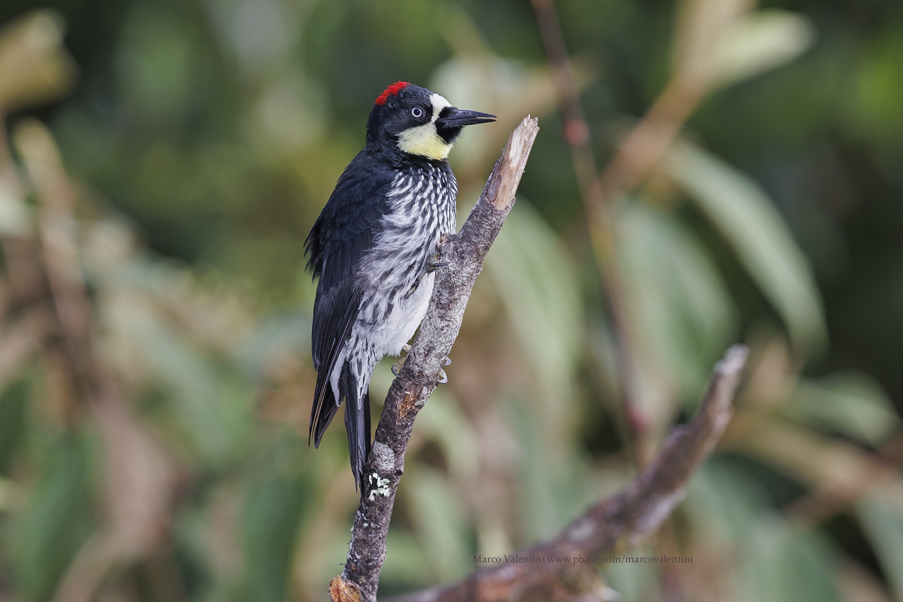 Acorn Woodpecker - Melanerpes formicivorus