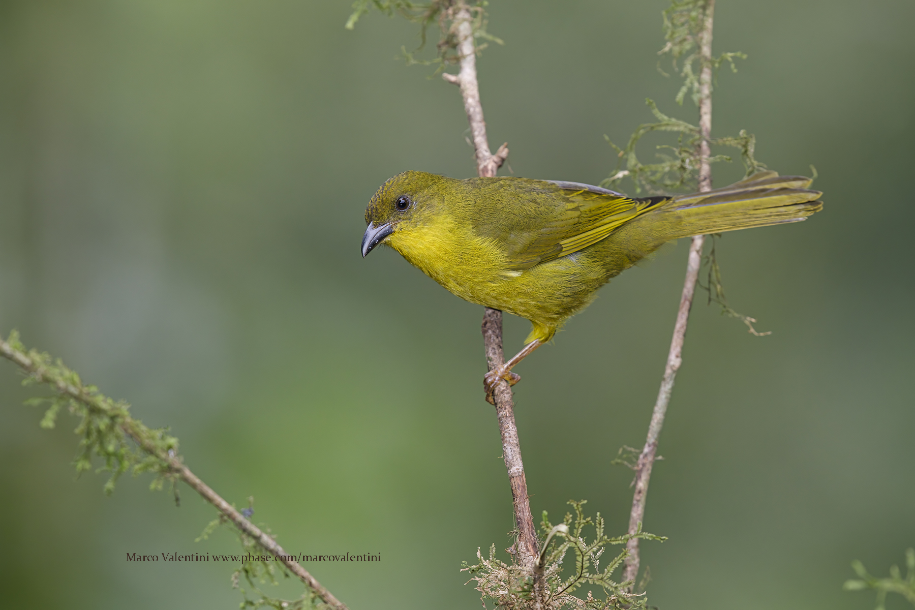 Olive-green Tanager - Orthogonys chloricterus