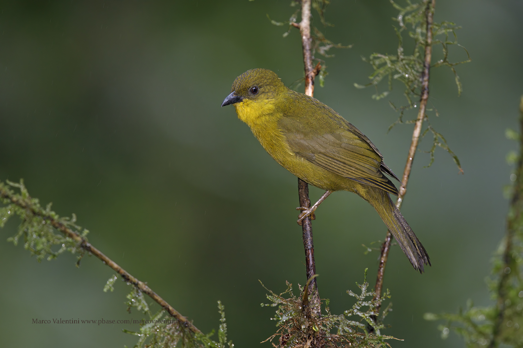 Olive-green Tanager - Orthogonys chloricterus