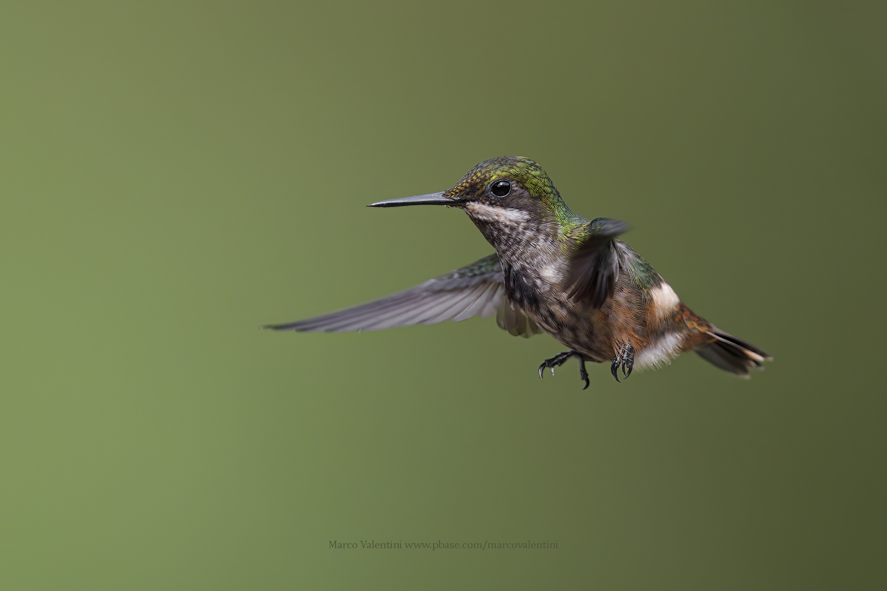 Festive Coquette - Lophornis chalybeus