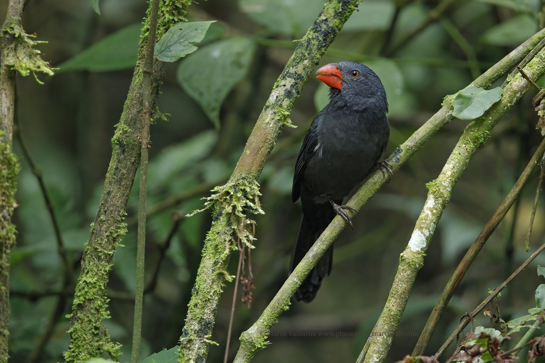 Black-throated Grosbeak - Saltator fuliginosus