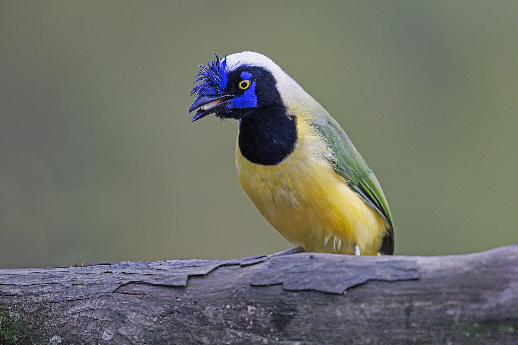Green Jay - Cyanocorax yncas