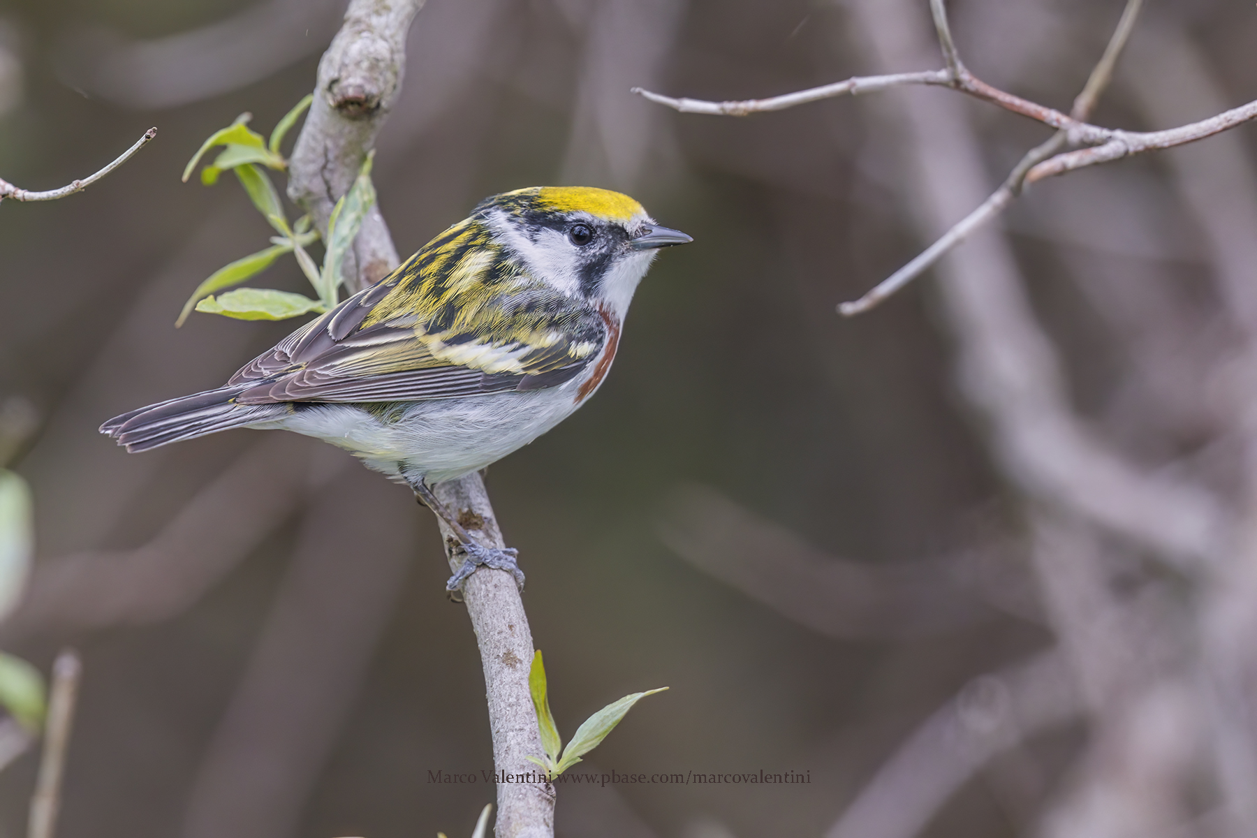 Chestnut-sided Warbler - Setophaga pensylvanica