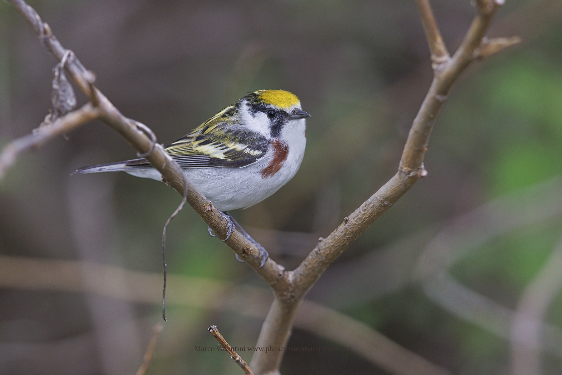 Chestnut-sided Warbler - Setophaga pensylvanica