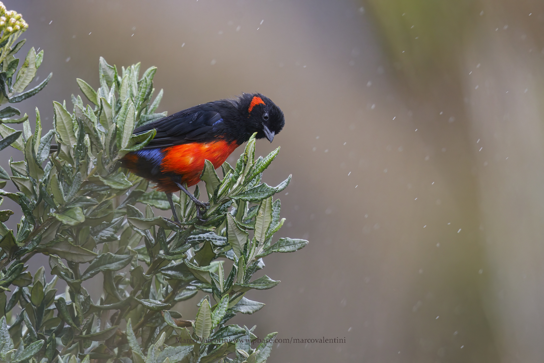 Scarlet-bellied Mountain Tanager - Anisognathus igniventris