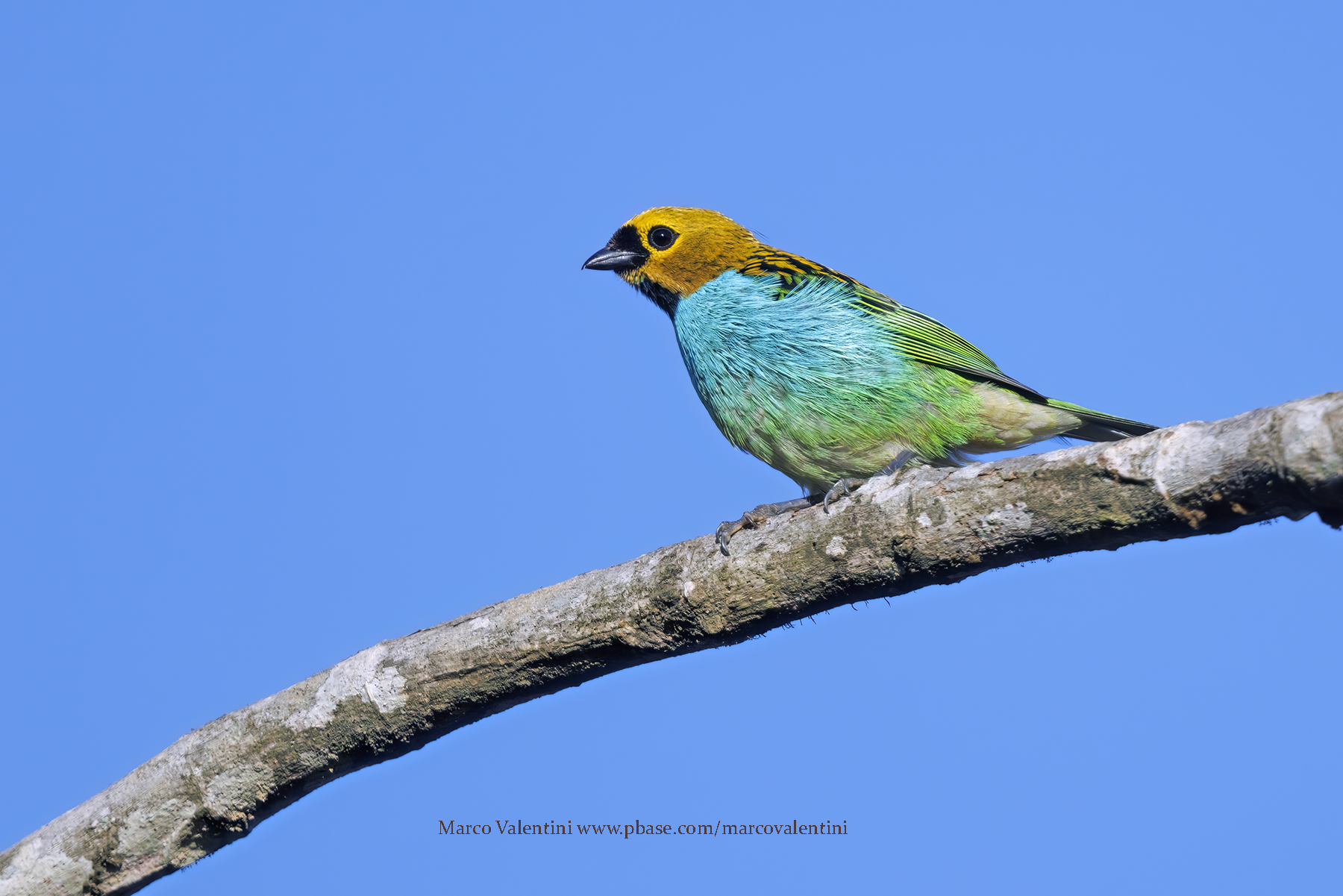 Gilt-edged Tanager - Tangara cyanoventris
