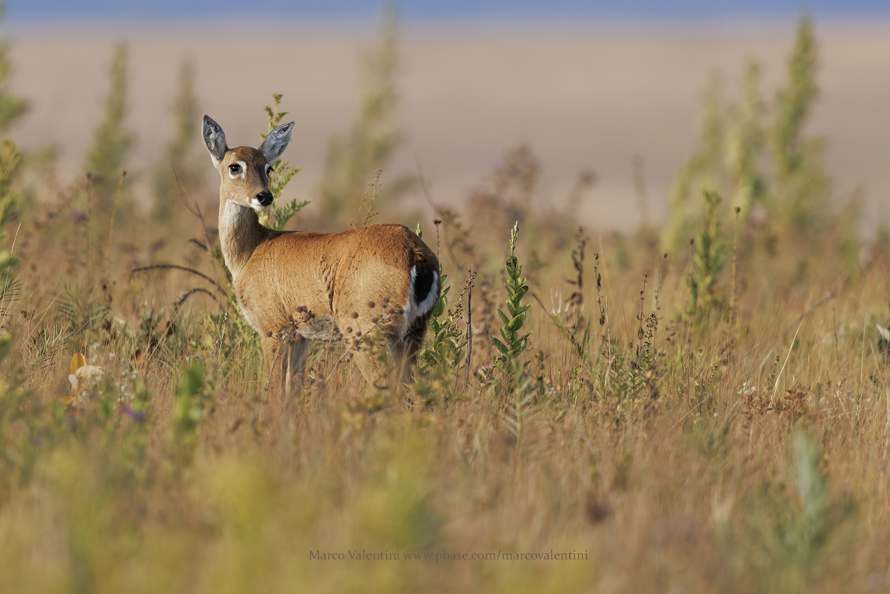 Pampas deer - Ozotoceros bezoarticus