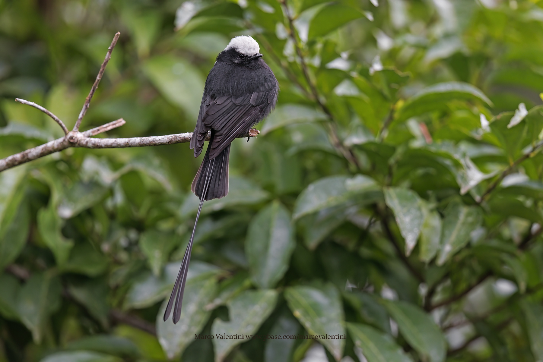 Long-tailed Tyrant - Colonia colonus