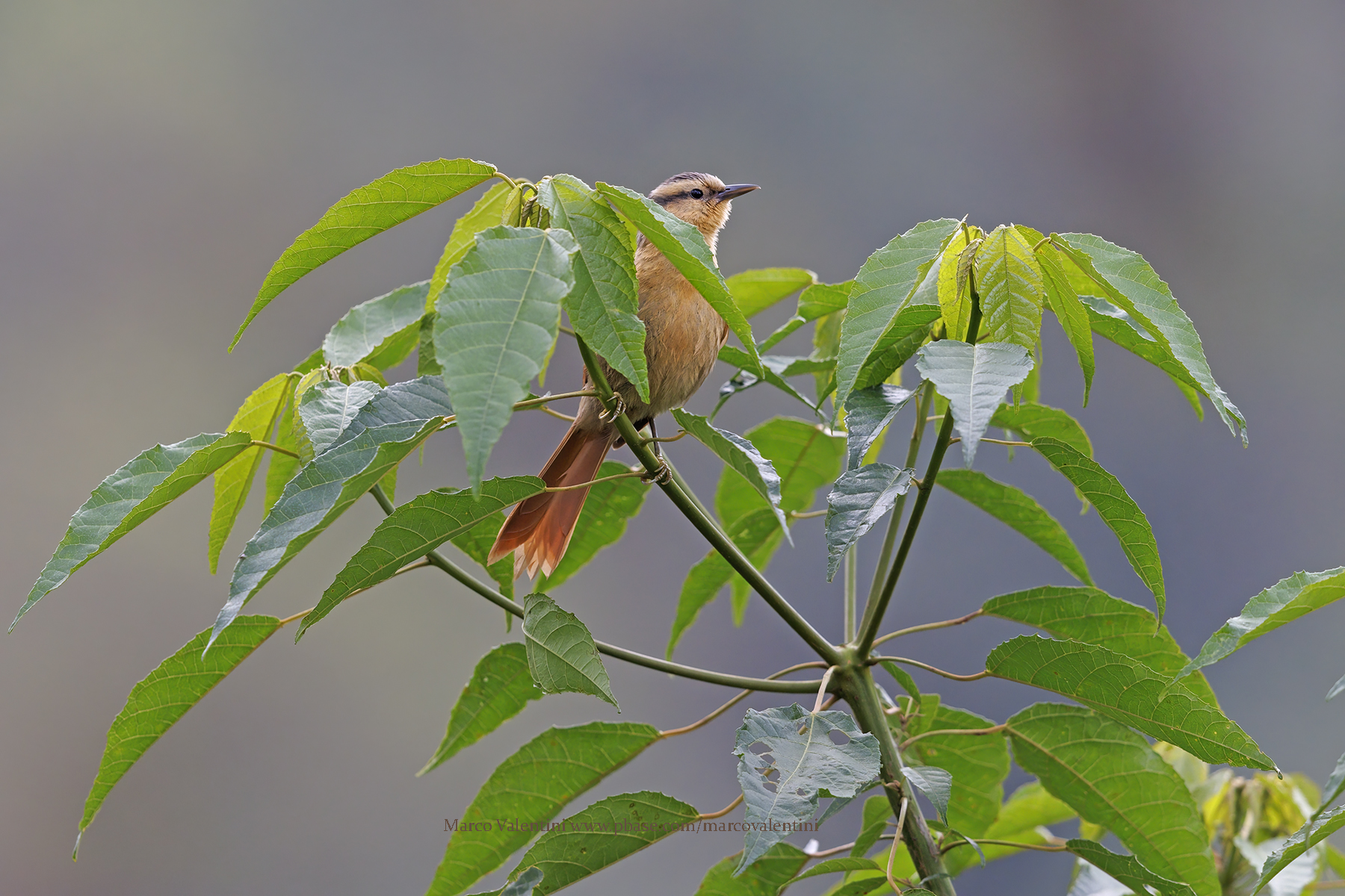 Buff-fronted Foliage-gleaner - Dendroma rufa