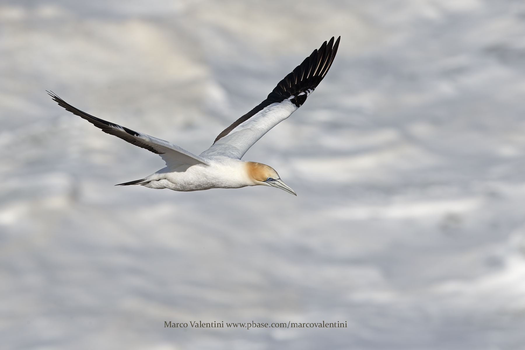 Australasian Gannet - Sula serrator