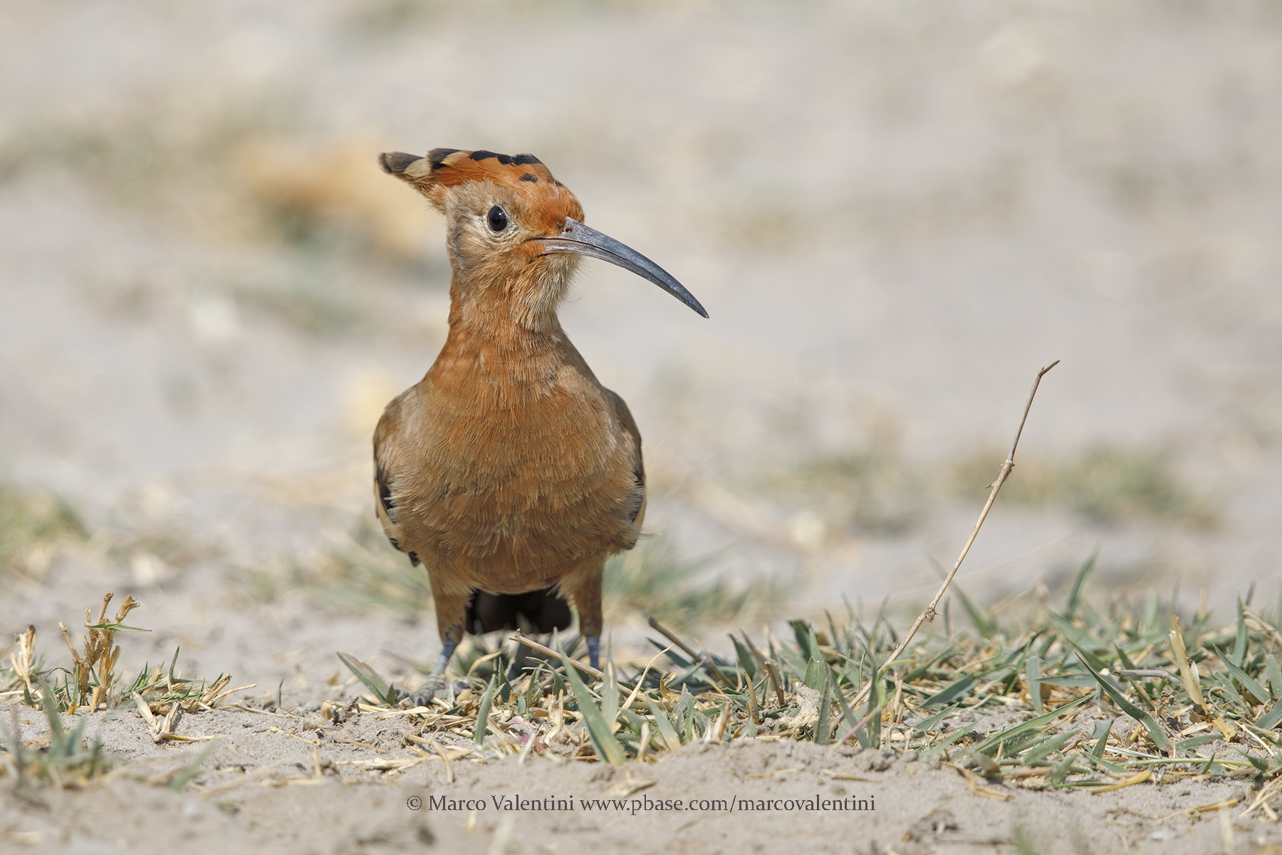 African Hoopoe - Upupa africana