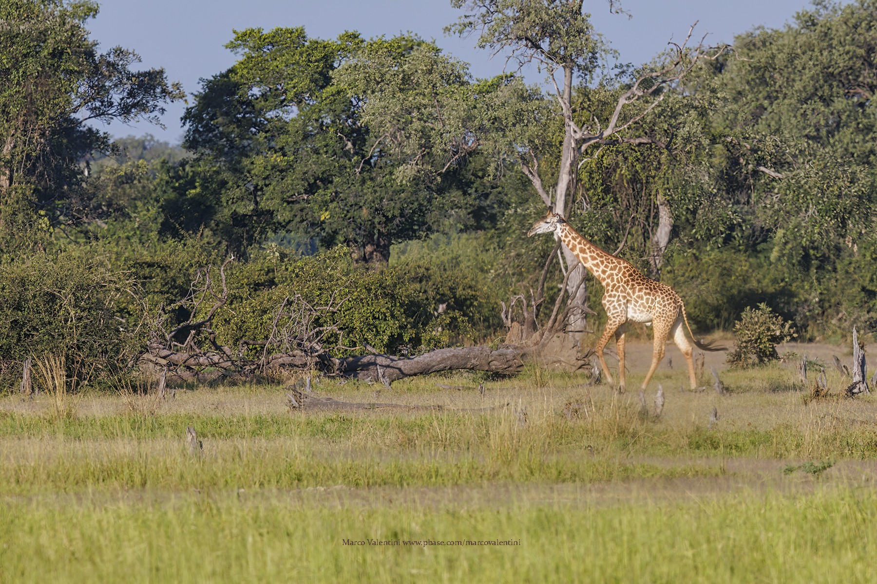 Rhodesian Giraffe - Giraffa camelopardalis thornicrofti