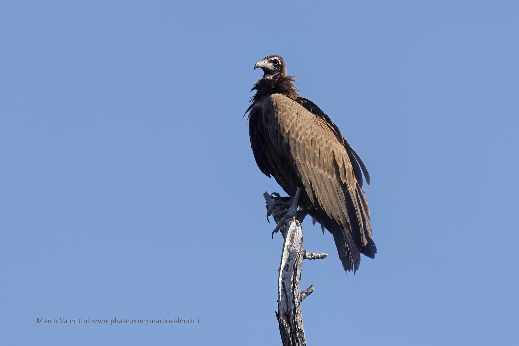 Hooded Vulture - Necrosyrtes monachus