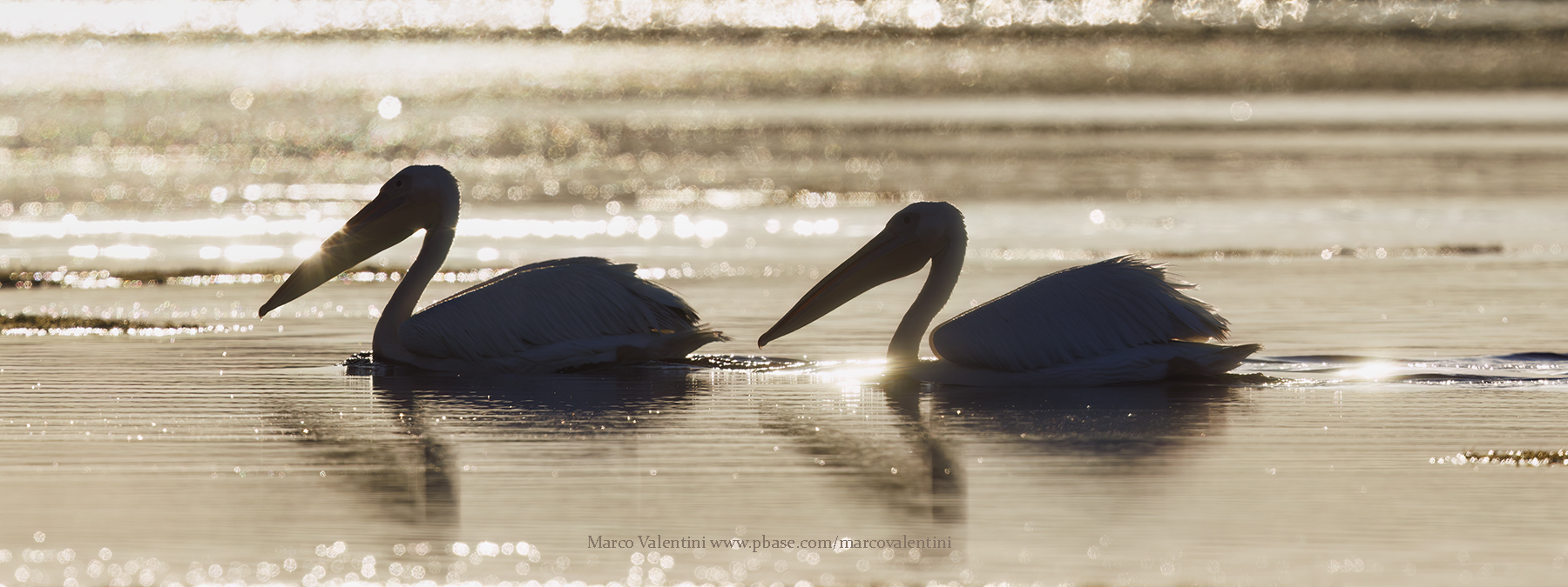 White Pelican - Pelecanus onocrotalus