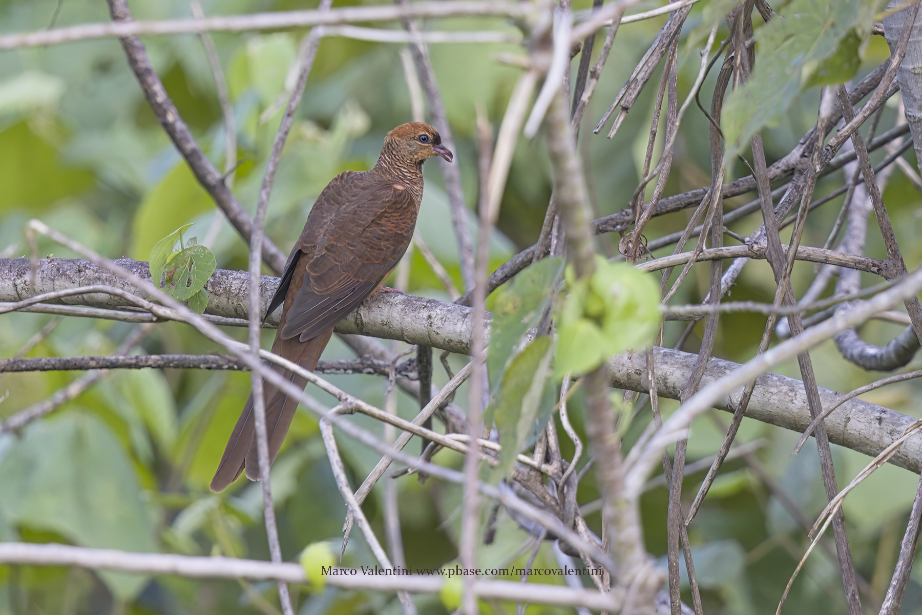Sultans cuckoo-dove - Macropygia doreya