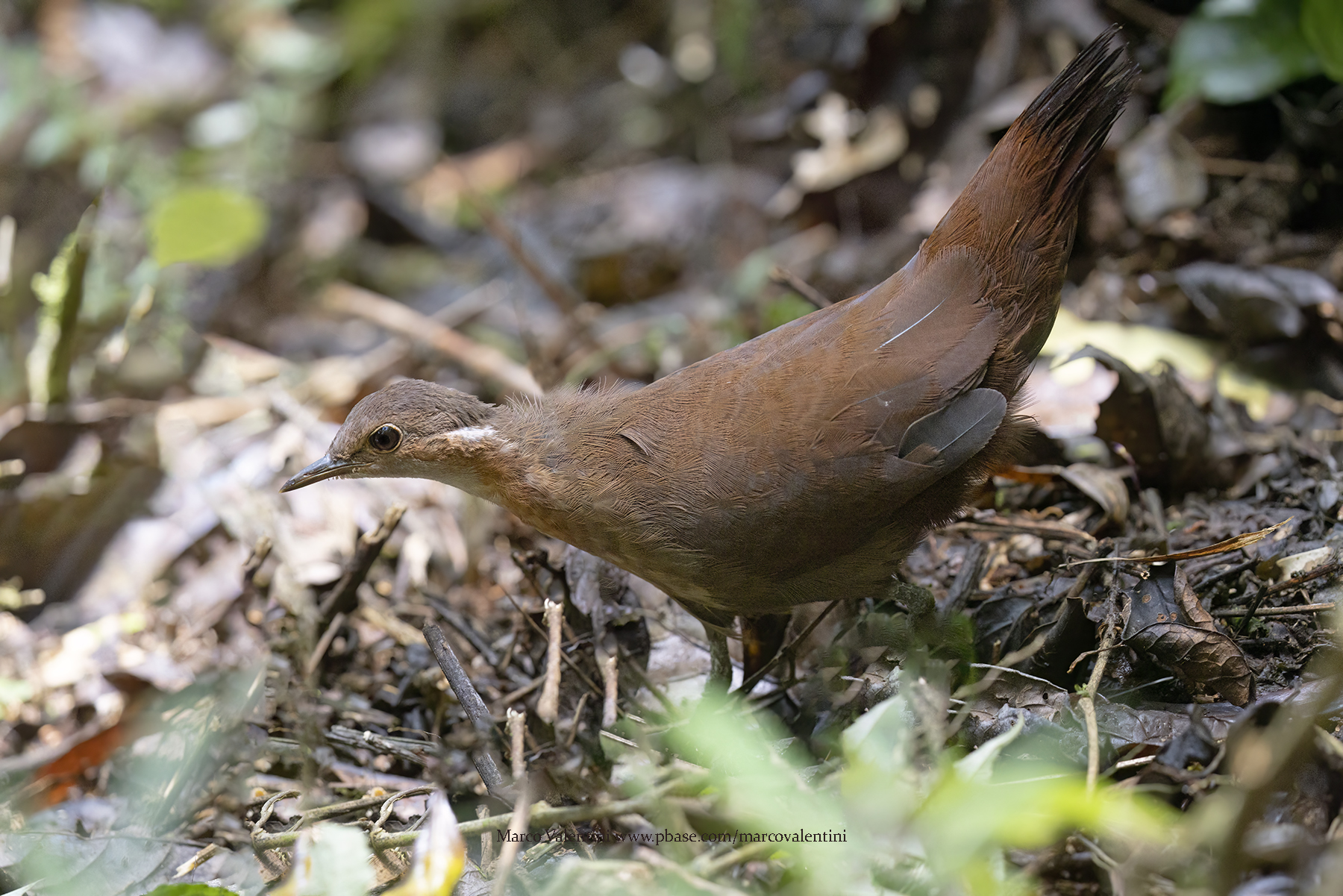 Brown mesite - Mesitornis unicolor