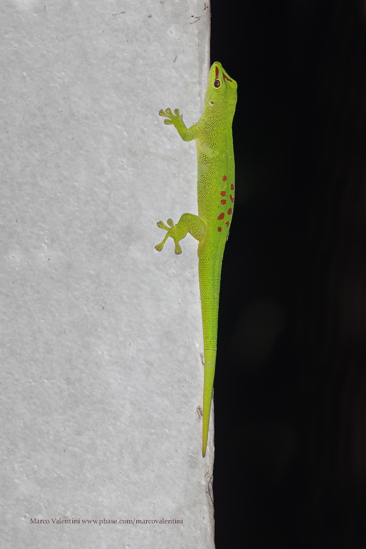 Madagascar Day Gecko - Phelsuma madagascariensis
