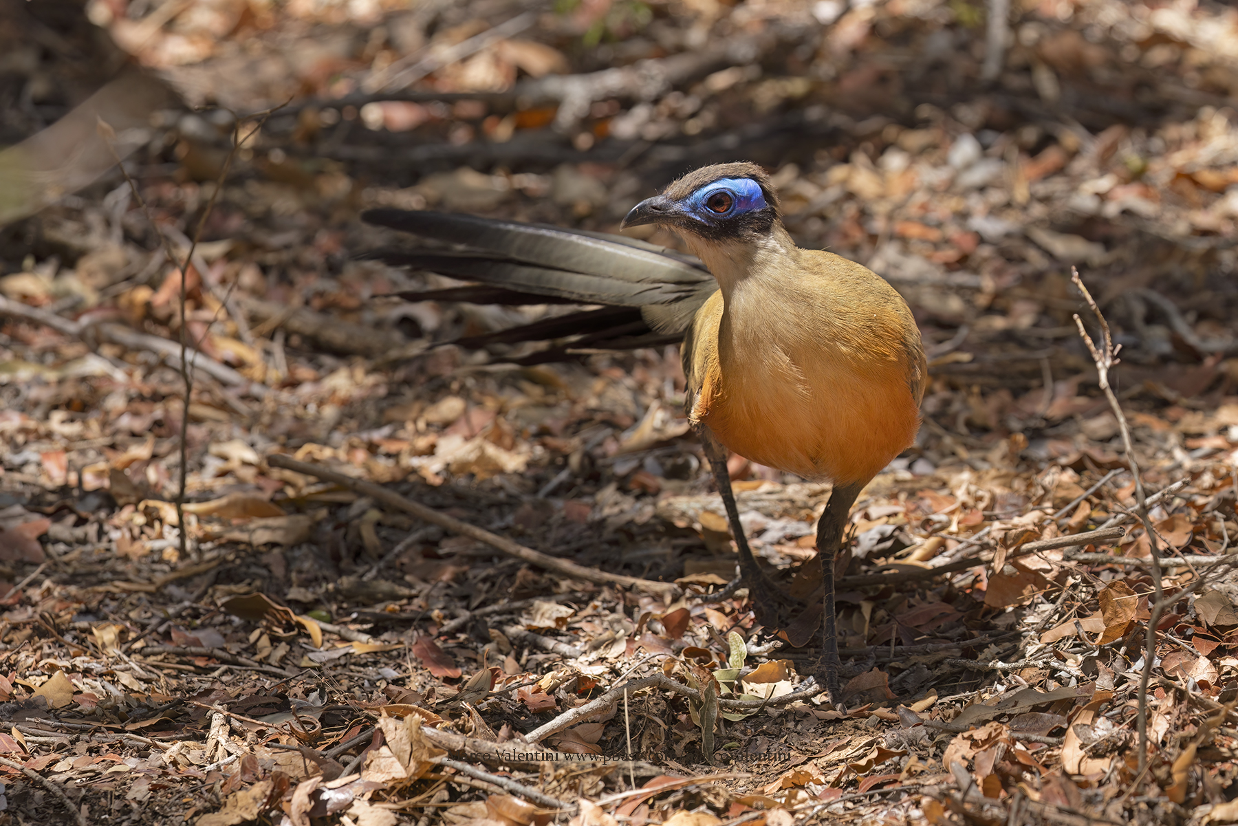 Giant Coua - Coua gigas