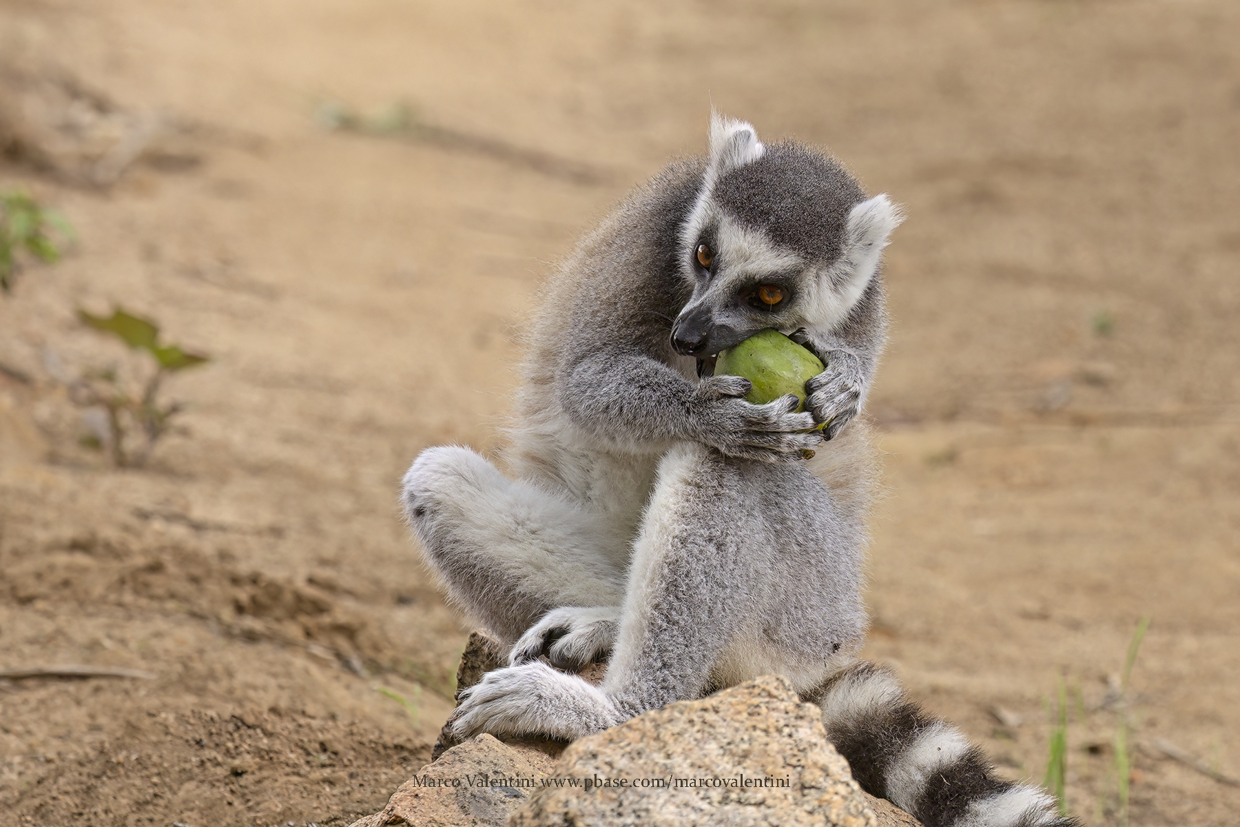 Ring-tailed lemur - Lemur catta