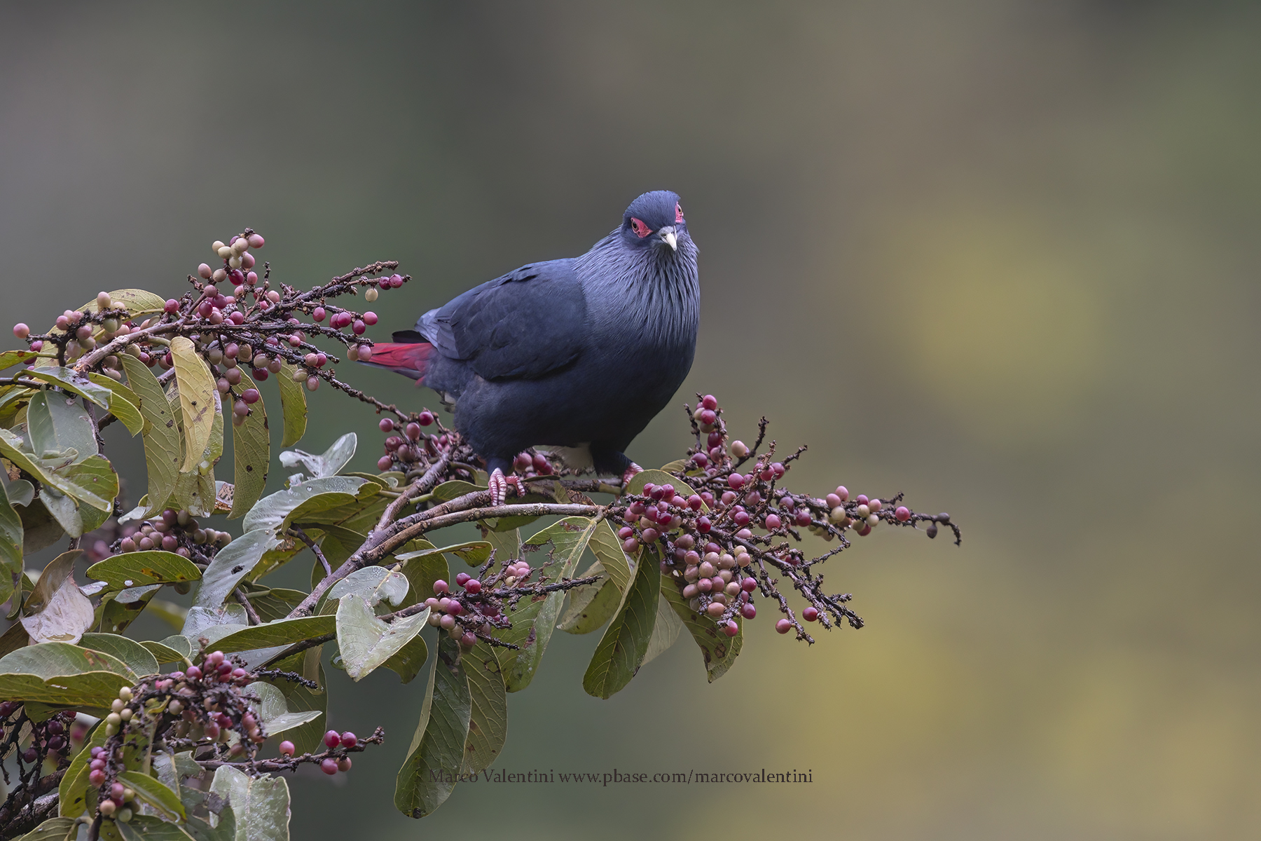 Madagascar Blue Pigeon- Alectroenas madagascariensis