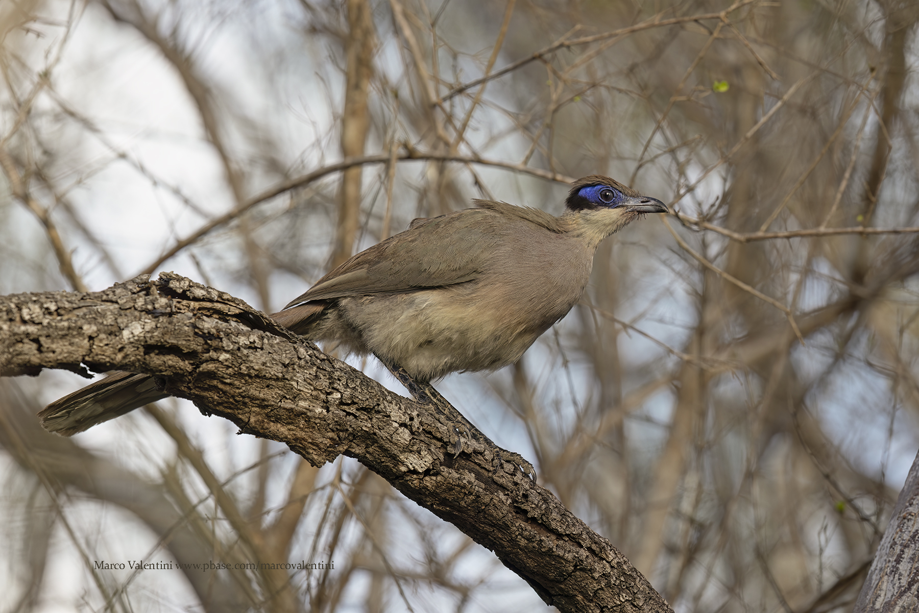 Red-capped Coua - Coua ruficeps