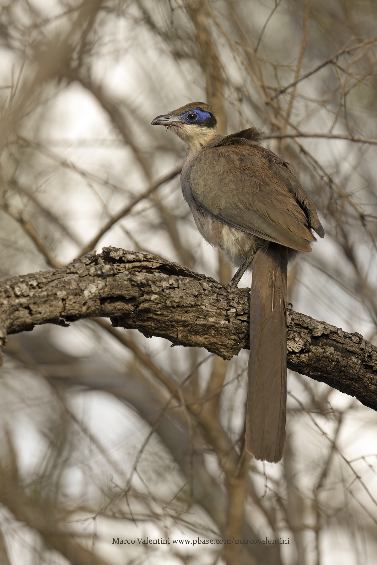 Red-capped Coua - Coua ruficeps