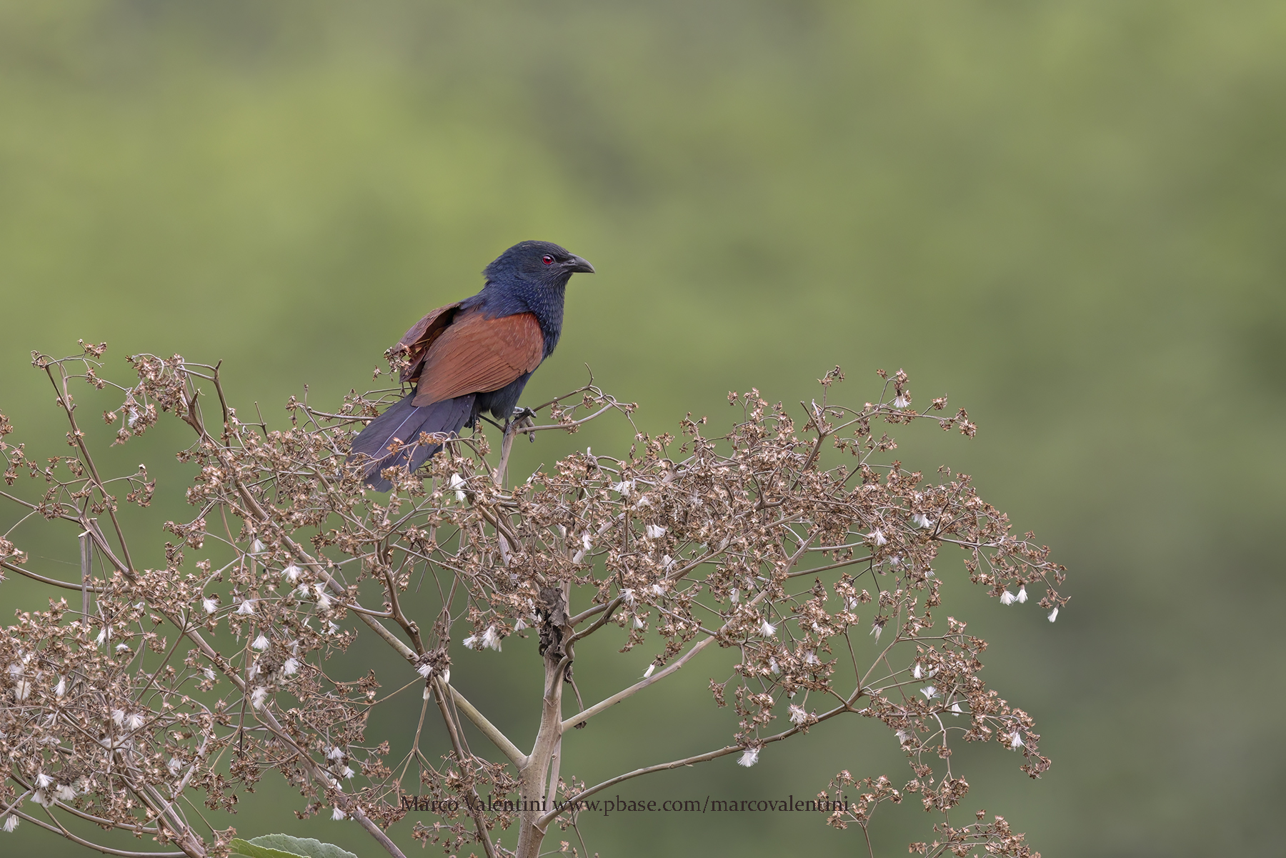 Madagascar Coucal - Centropus toulou