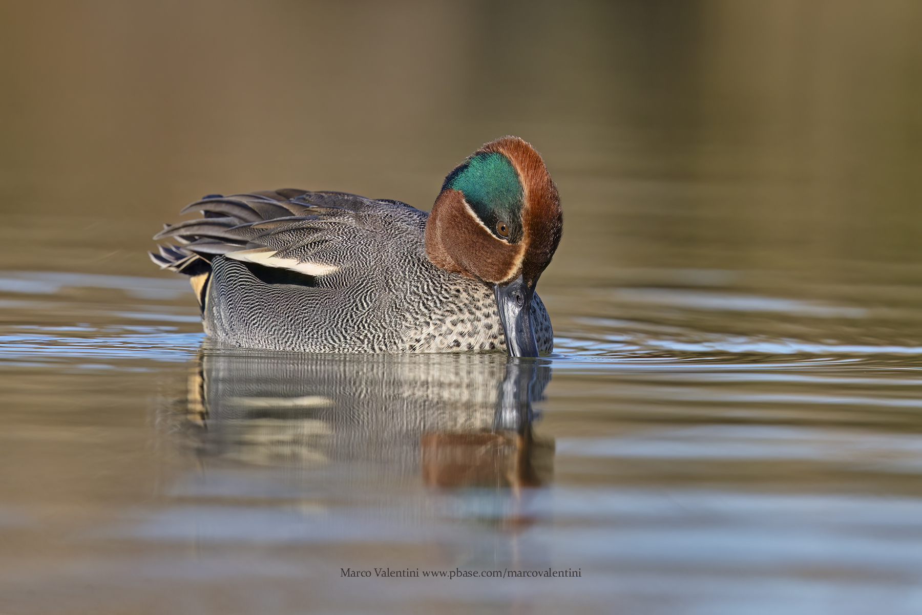 Common teal - Anas crecca