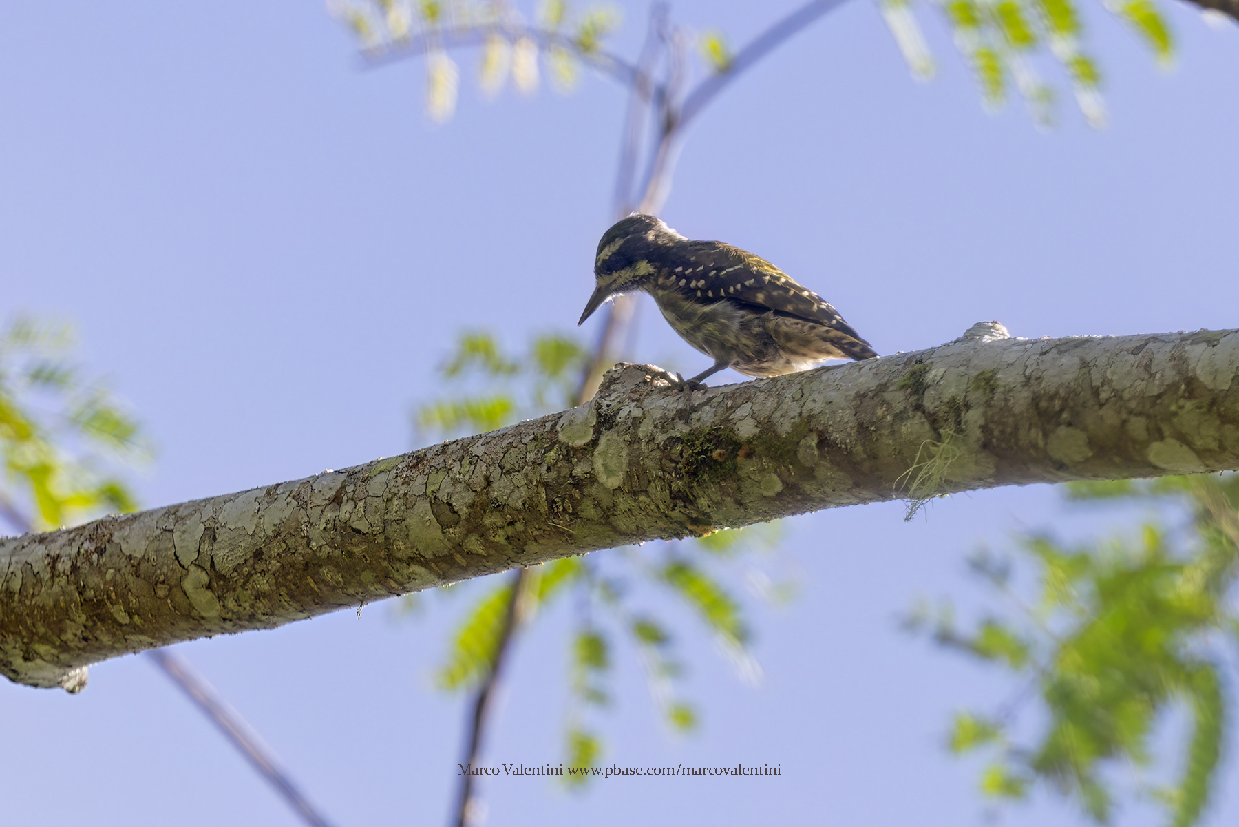 Sulawesi pygmy woodpecker - Yungipicus temminckii