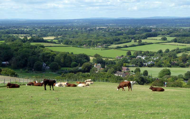 looking back down towards hassocks