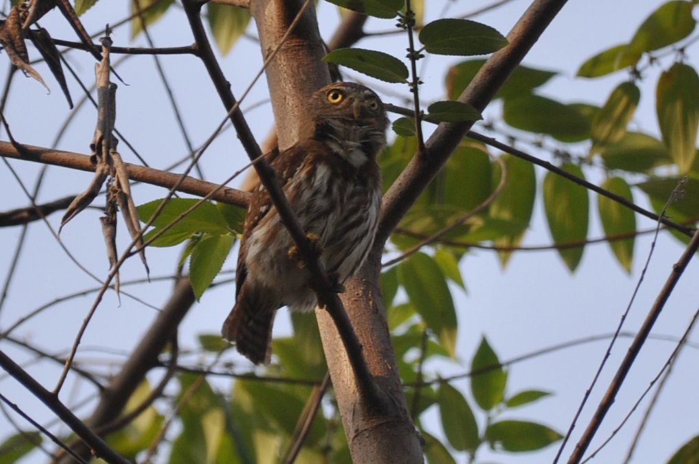 Owl_Pygmy.jpg