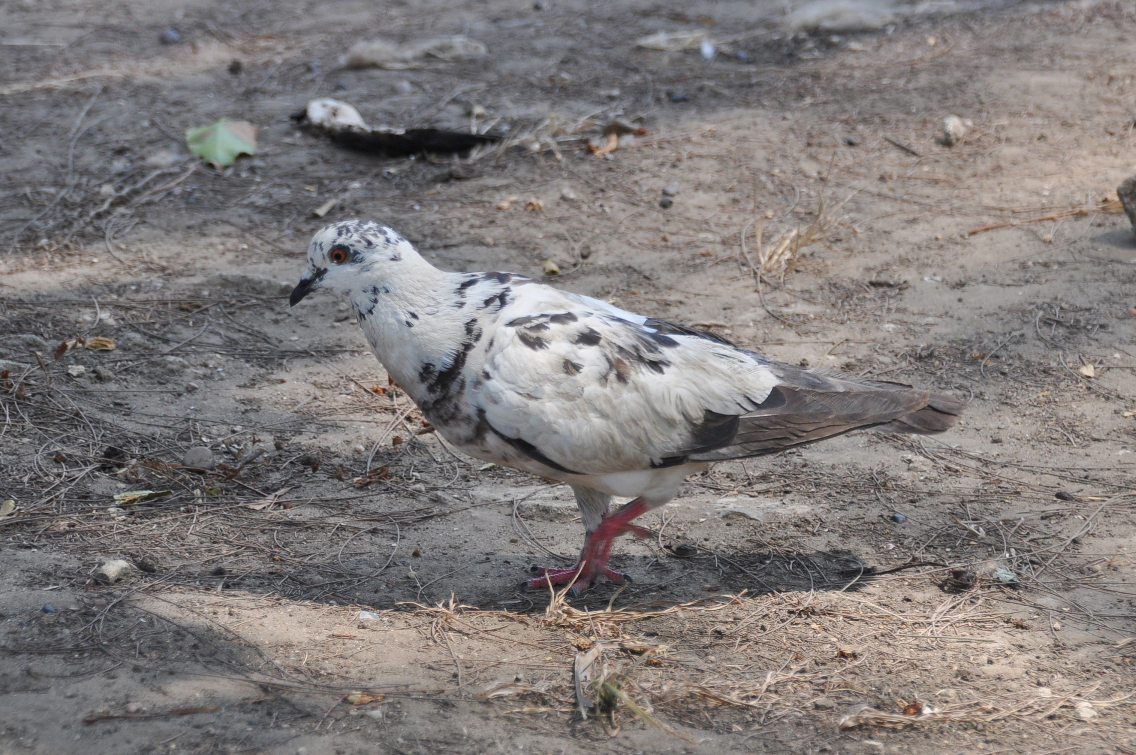 Pigeon_DSC_6192.JPG