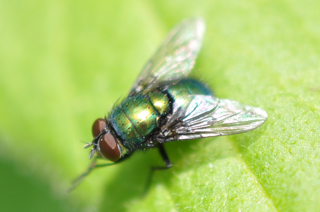 Lucilia sericata - Green Bottle Fly