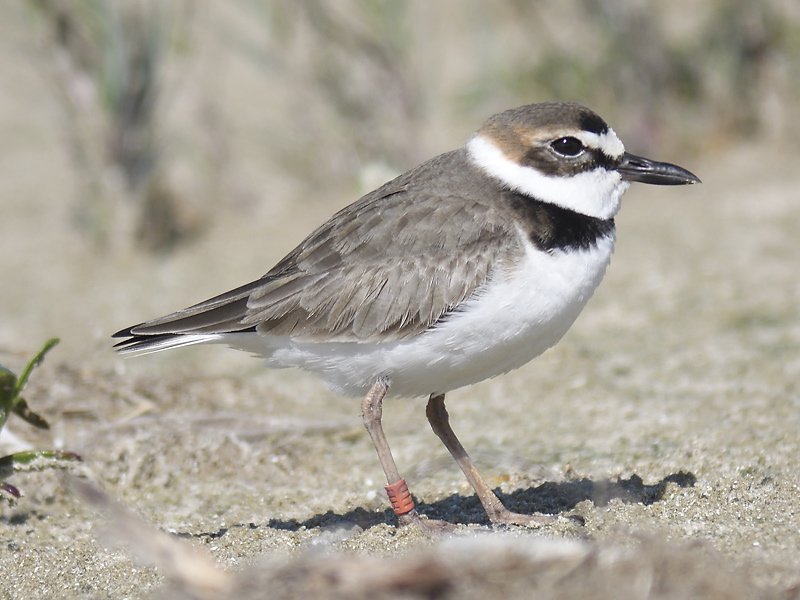 wilsons plover band HC BRD2567_01.JPG