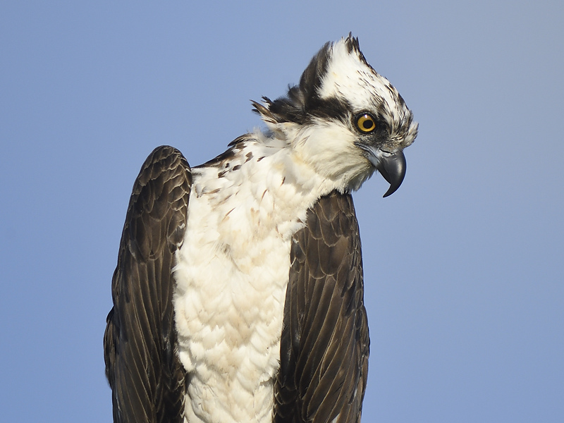 osprey BRD2963.JPG