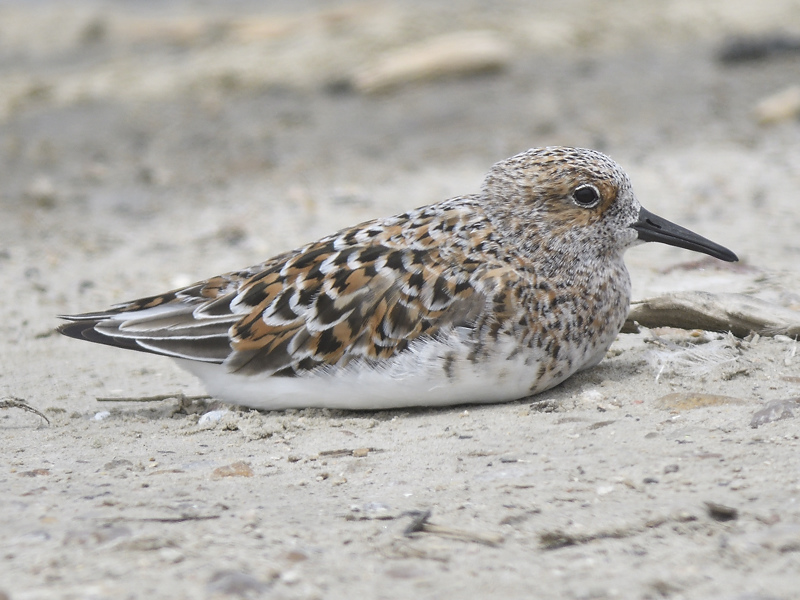 sanderling BRD3253.JPG