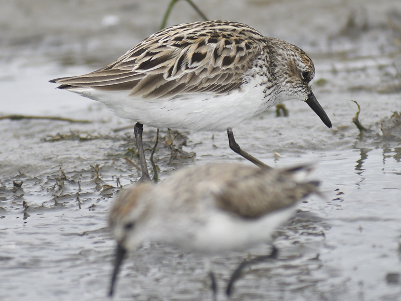 semipalmated sandpiper BRD3393.JPG