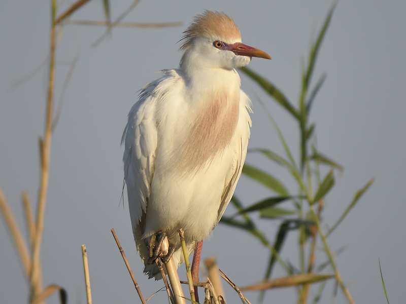 cattle egret BRD3491.JPG