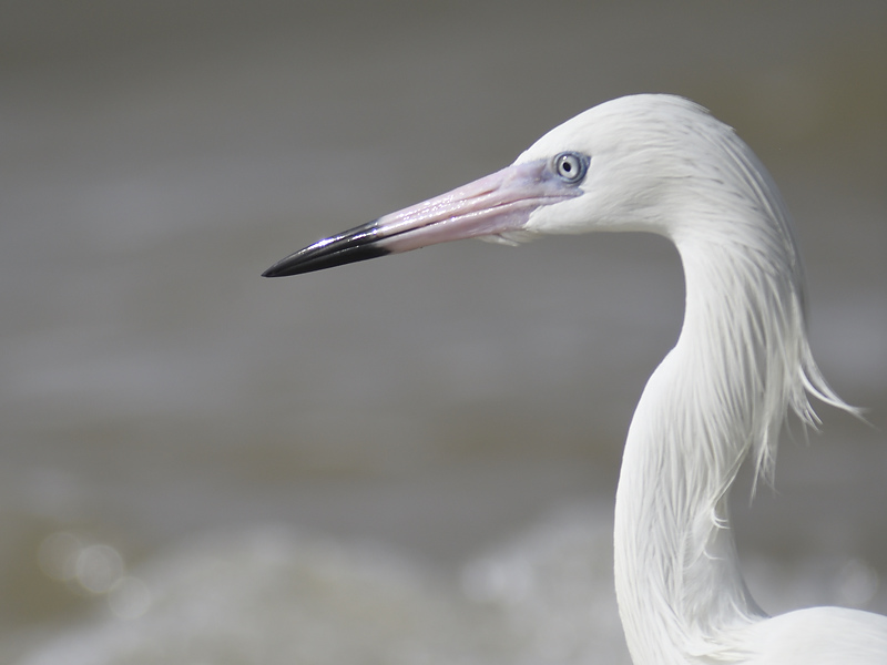 reddish egret BRD3998.JPG