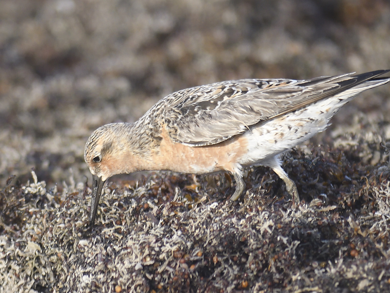 red knot BRD4191.JPG