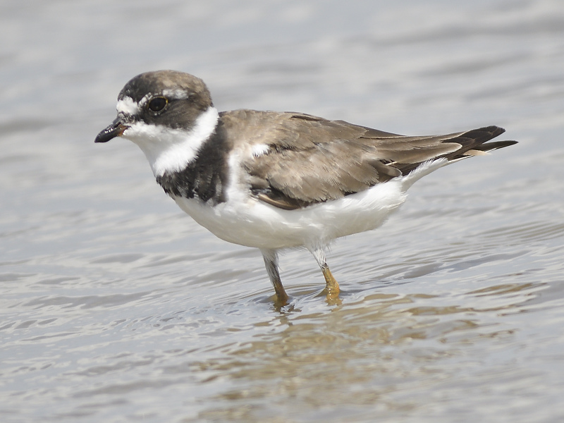 semipalmated plover BRD6163.JPG