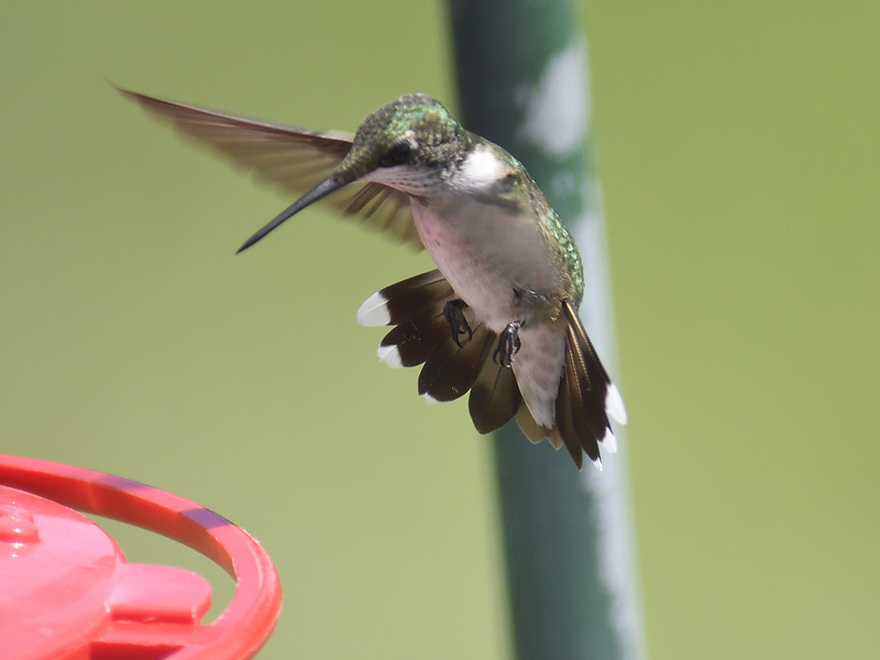 ruby-throated hummingbird BRD6946.JPG