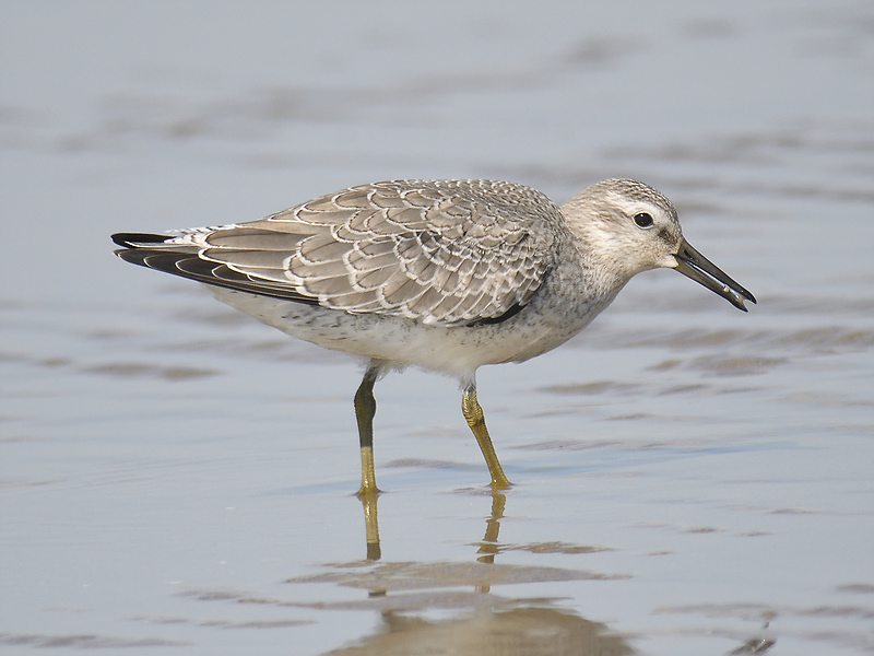 red knot BRD6670.JPG
